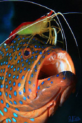 Cleaning shrimp on a red grouper. by Arthur Telle Thiemann 